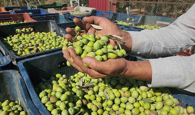 Sofralık zeytinde bereketli hasat, kilogram fiyatı 55 TL'den tarladan alıcı buluyor