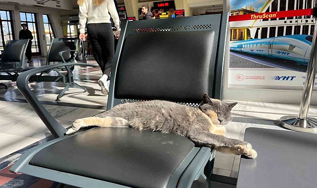 Soğuktan kaçan patili misafir, gar koltuğunda güneş keyfi yaptı