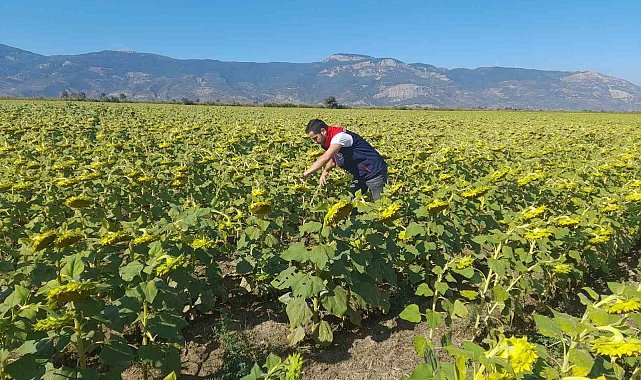Söke'de 2025 yılı destekleme ürün çalışmaları yapıldı
