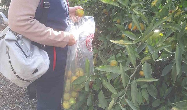 Söke'de hasat öncesi numune alımları yapıldı