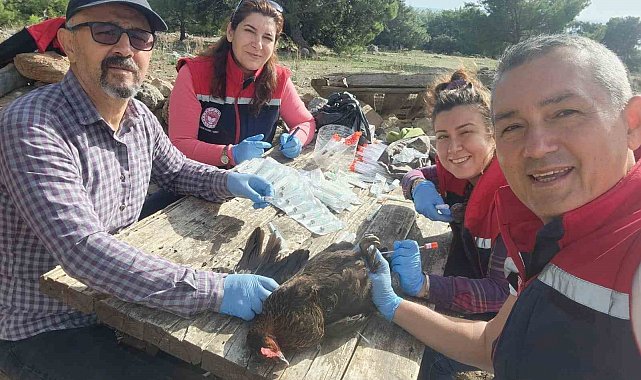 Söke'de kırsal mahallelerdeki tavuklardan kuş gribi numunesi alındı