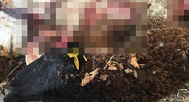 Sürüden ayrılan koyunları kurt telef etti