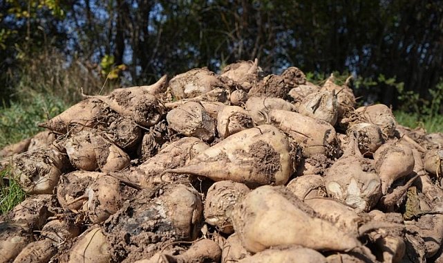 Tarım Bakanlığı: "Kuraklık nedeniyle şeker pancarı üretimini kısıtlamayacağız"