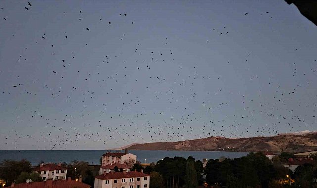Tatvan'da gökyüzü kargalarla karardı