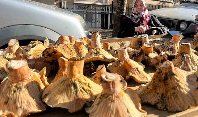 Tavşanlı pazarında mantar mesaisi