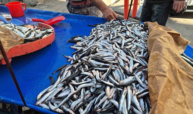 Tekirdağ'da hamsi ve sardalya 150 liradan alıcı buluyor