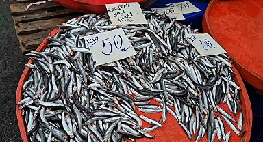 Tekirdağ'da hamsinin kilosu 50 liraya kadar düştü