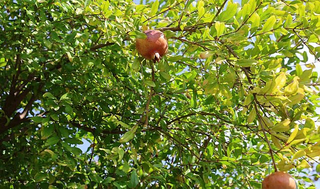 Tescilli Kuytucak narında hasat başladı