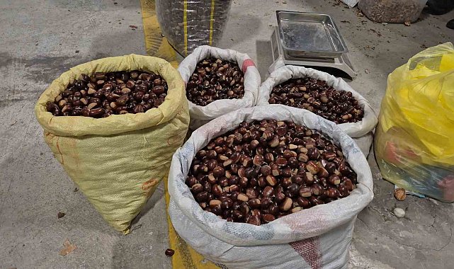 Tescilli lezzet pazara indi: Düzce'nin coğrafi işaretli "kuzu kestanesi" tezgahlardaki yerini aldı