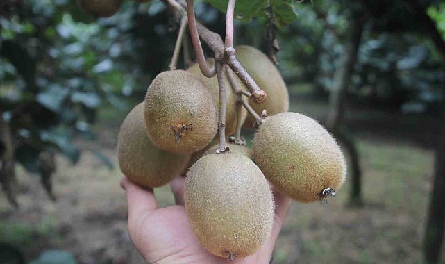 Tescilli Ordu kivisinde rekolte yarıya düştü