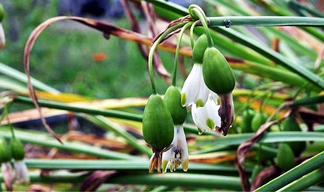 Tıbbi ve aromatik bitki üretiminden 1,2 milyon TL gelir