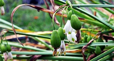 Tıbbi ve aromatik bitki üretiminden 1,2 milyon TL gelir