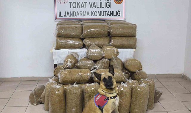 Tokat'ta 340 kilo kaçak tütün ele geçirildi
