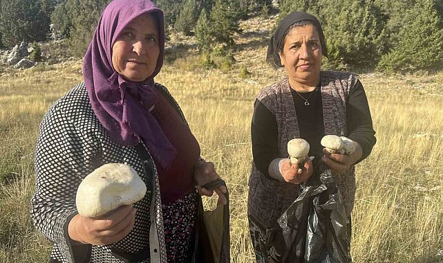 Toros'larda yağmurla birlikte mantar sezonu açıldı