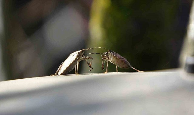 Trabzon'da kahverengi kokarca alarmı