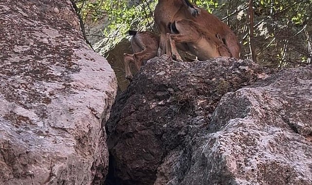 Tunceli'de dağ keçileri yerleşim yerlerine kadar indi