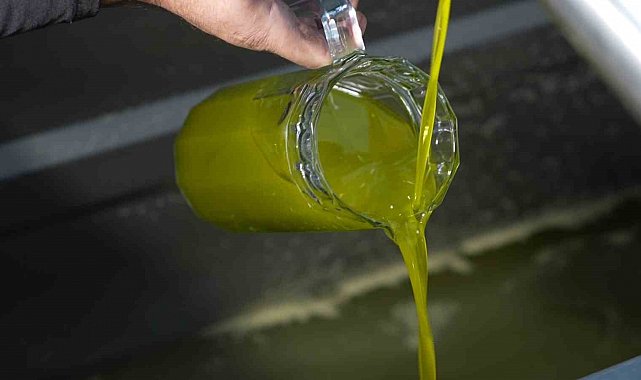 Türkiye'de satılan zeytinyağının yüzde 65'i 'Ayvalık zeytinyağı' adıyla piyasada