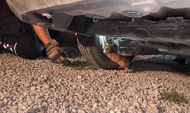 Üşüyerek aracın motoruna giren yavru kedi, itfaiye ekiplerinin çalışmasıyla kendiliğinden çıktı