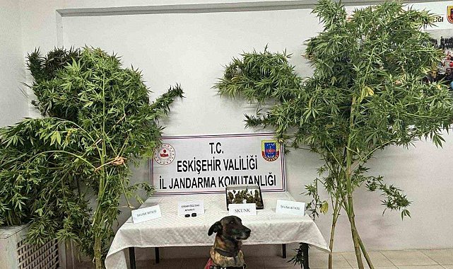 Uyuşturucu bitkisi eken şahıs jandarma tarafından yakalandı