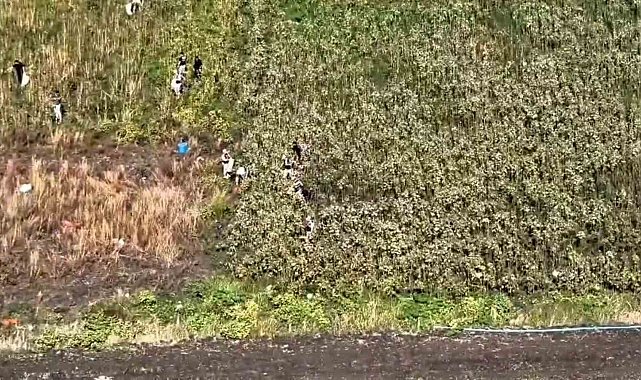 Uyuşturucu tarlasında bin 876 kök kenevir ele geçirildi: 3 tutuklama