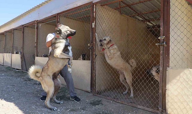 Uzmanı, sosyal medyada süren çoban kopeği yarışına noktayı koydu