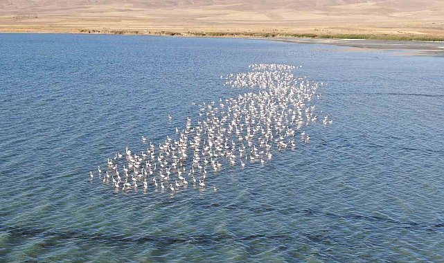 Van Gölü havzası flamingolarla renkleniyor