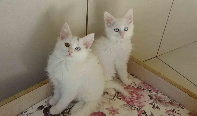 Van kedileri için 'kırmızı alarm' kaldırıldı