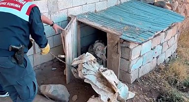 Van'da kurdu zincirle bağlayan şahsa 81 bin 355 TL para cezası
