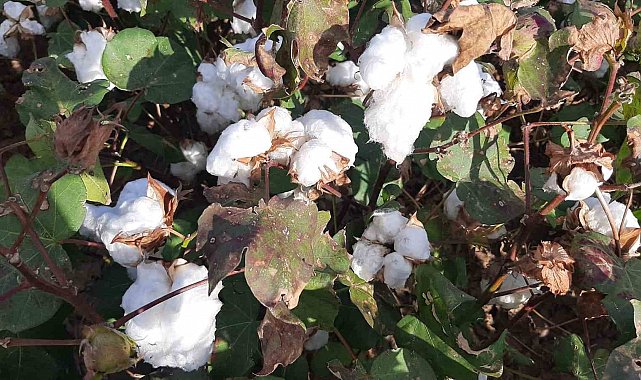 Yağışların pamuk alanlarındaki etkisi yerinde incelendi