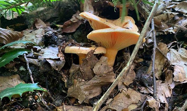 Yağışlarla birlikte artan doğada mantar dikkat