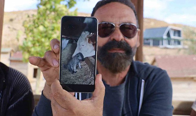 Yalnız kalan yavru kangala inek sahip çıktı