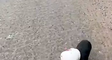 Yalova'da kamyon sürücüsü kafası plastik kaba sıkışan yavru köpeği kurtardı