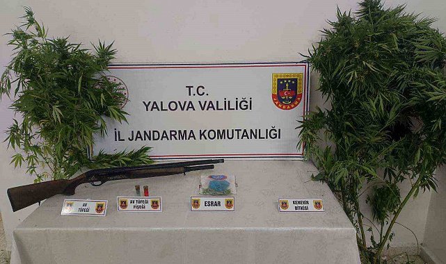 Yalova'da ormanlık alanda uyuşturucu yetiştiren 2 şüpheli yakalandı