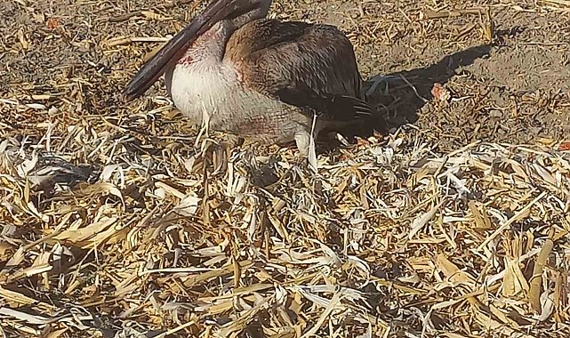 Yaralı pelikana vatandaşlardan yardım eli