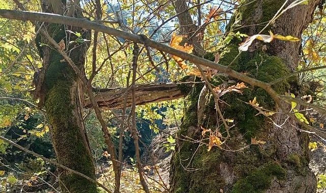 Yaşlı çınar küçük çınara kucak açtı