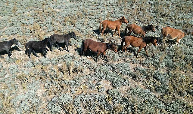 Yaylalardan köylere inmeye başlayan yılkı atları dron ile görüntülendi
