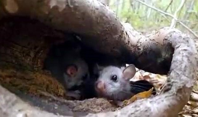 Yenice Ormanlarında 'Yediuyur' yavruları görüldü