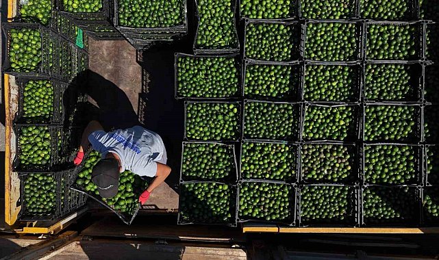Yeşil Bodrum Mandalini Türkiye'nin dört bir yanına ulaşıyor