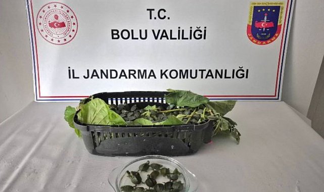 Yolcu otobüsünde 500 yasaklı su kaplumbağası ele geçirildi