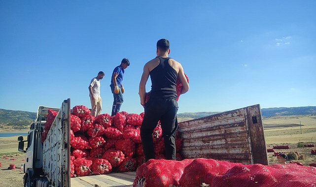 Yozgat'ta imece usulü soğan hasadı hem emek hem zaman tasarrufu sağlıyor