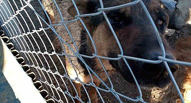 Yozgat'ta köpeğe şiddet uygulayan şahıs gözaltına alındı