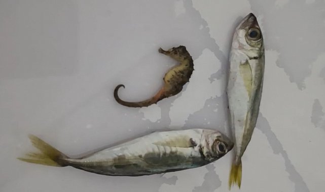 Yüksekova'da ilginç olay: Balıkların arasından denizatı çıktı