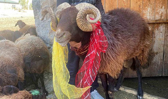 Yüzyıllık "koç katımı" geleneği Ağrı'da yaşatılıyor