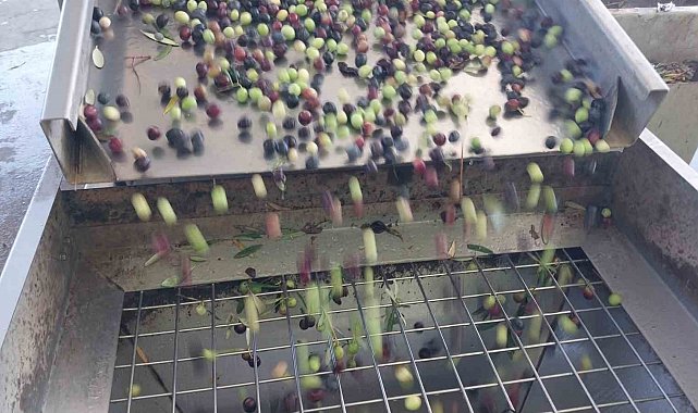 Zeytinin zahmetli yağ yolculuğu başladı