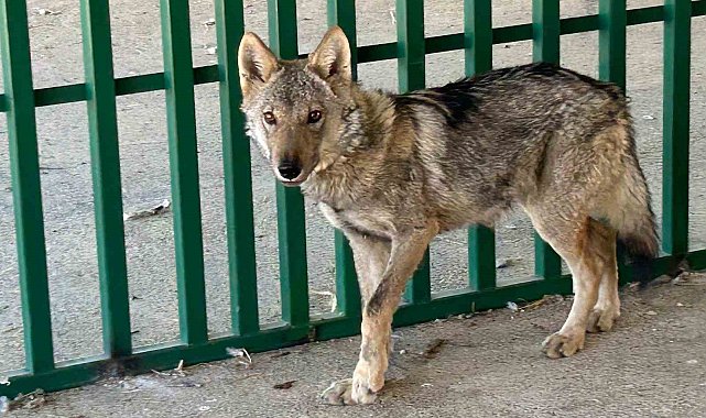 Zincire vurulmuş halde bulunan kurt rehabilite ediliyor