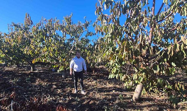 Zirai dondan etkilenen kiraz üreticisinden devlete destek teşekkürü