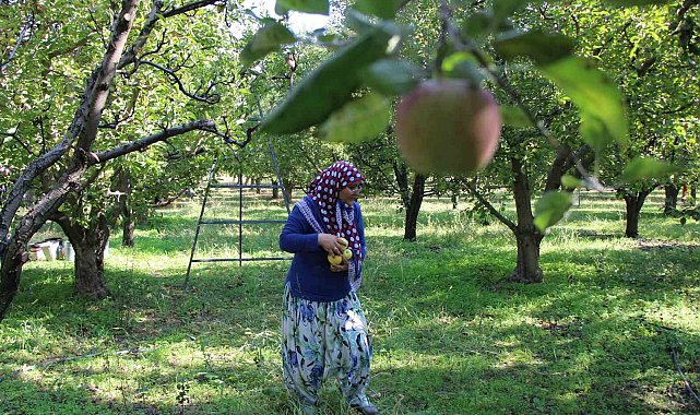 Zirai donun vurduğu Amasya misket elmasında bu yıl hasat yok