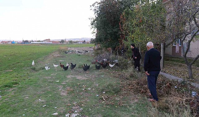 11 tavuğu köpeklerce telef edilen mahalleli hayvanlarını korumak için çobanlık yapıyor