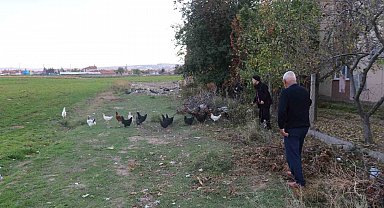 11 tavuğu köpeklerce telef edilen mahalleli hayvanlarını korumak için çobanlık yapıyor