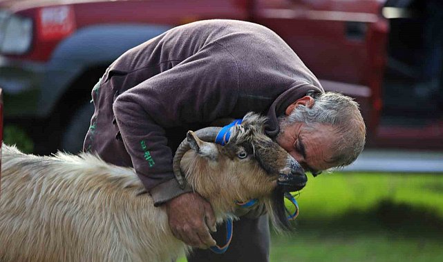 3 keçisini kurtlar yiyen yaşlı adam, mahsur kaldığı uçurumdan kurtarılan son keçisine sarılıp doyasıya öptü